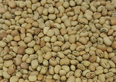 brown bean cow pea