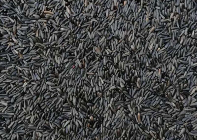 niger seeds